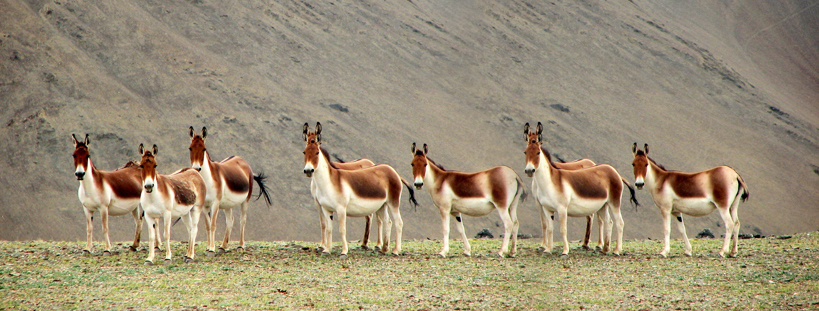 Ladakh, undoubtedly, is a unique wildlife destination